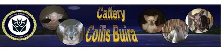 Cattery Coilis Buira